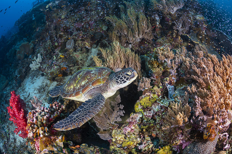 Wildlife Photograph - Coral Garden And Green Turtle by Barathieu Gabriel