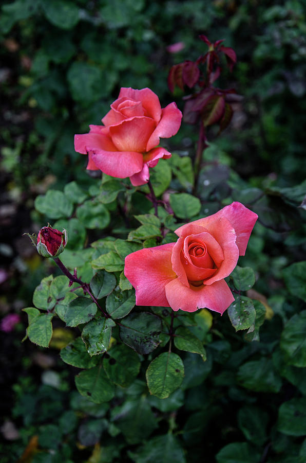 Coral Garden Roses Photograph by Gorobina