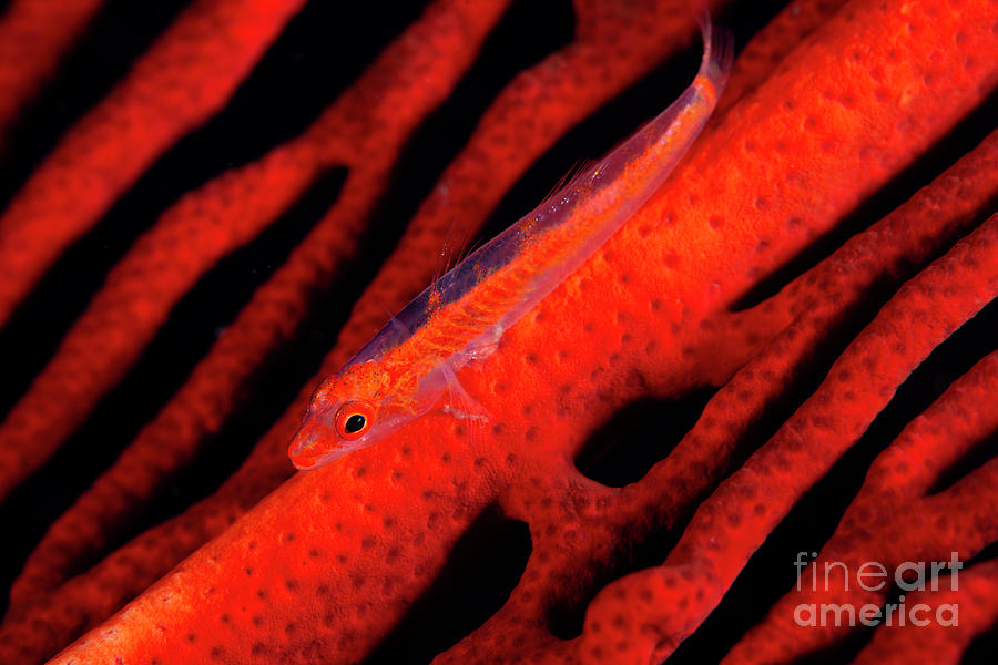 Coral Goby On Red Gorgonian Photograph by Louise Murray/science Photo Library