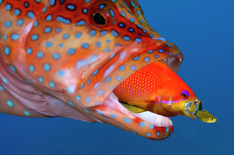 Fish Photograph - Coral Grouper, Anthias, Golden Sweeper by Stuart Westmorland