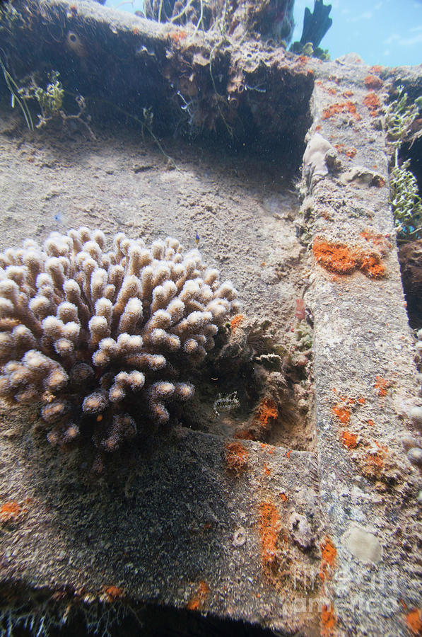 Coral Growth On A Sunken Ship Photograph by Microgen Images/science Photo Library