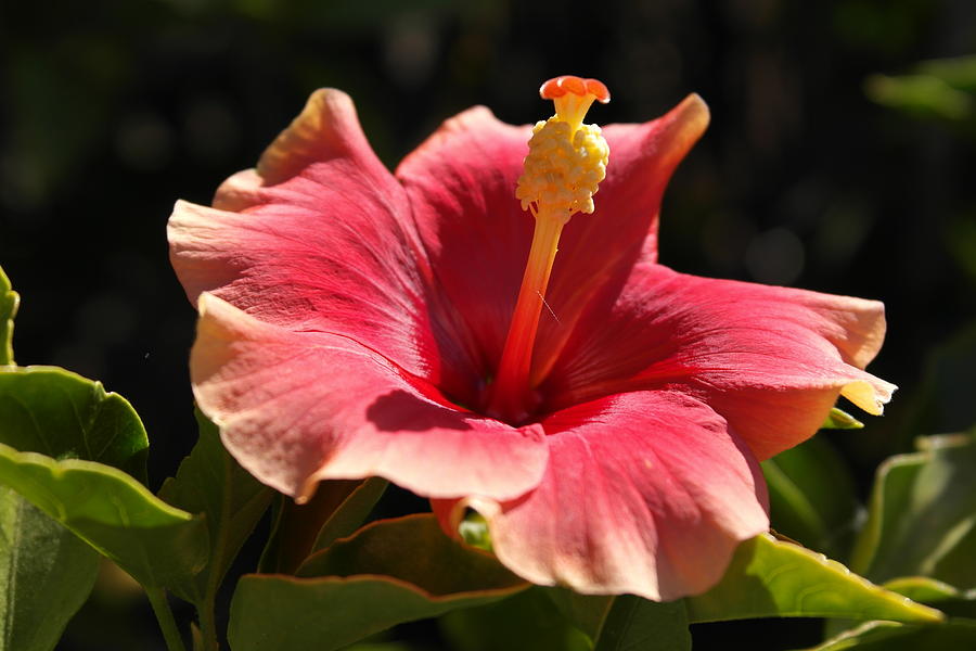 Coral Hibiscus Photograph