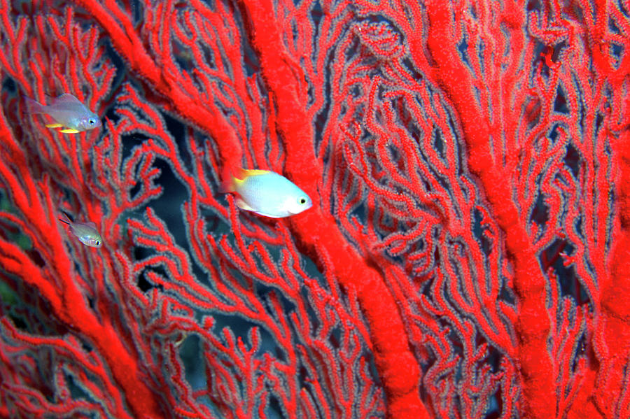 Coral Photograph by John Foxx