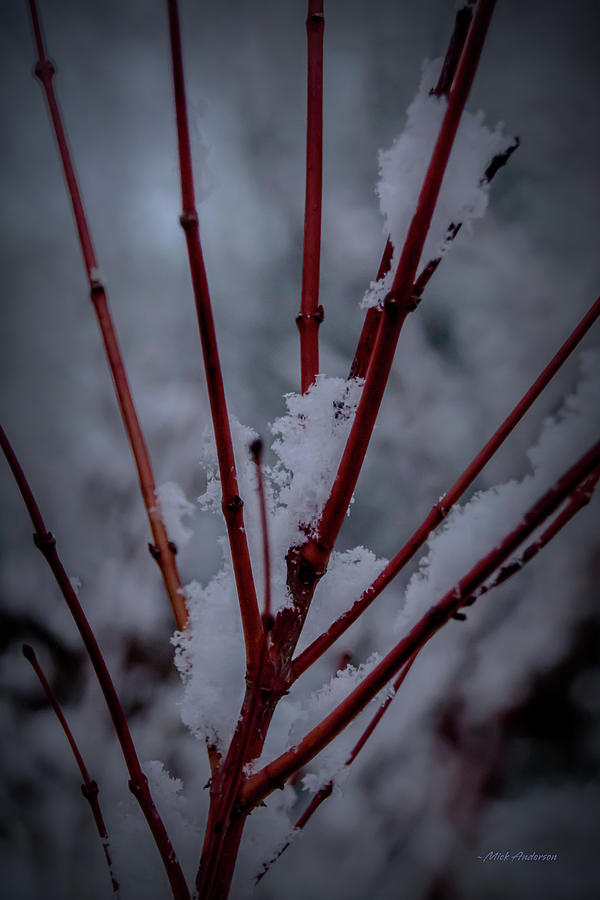 Coral Maple In Winter Photograph