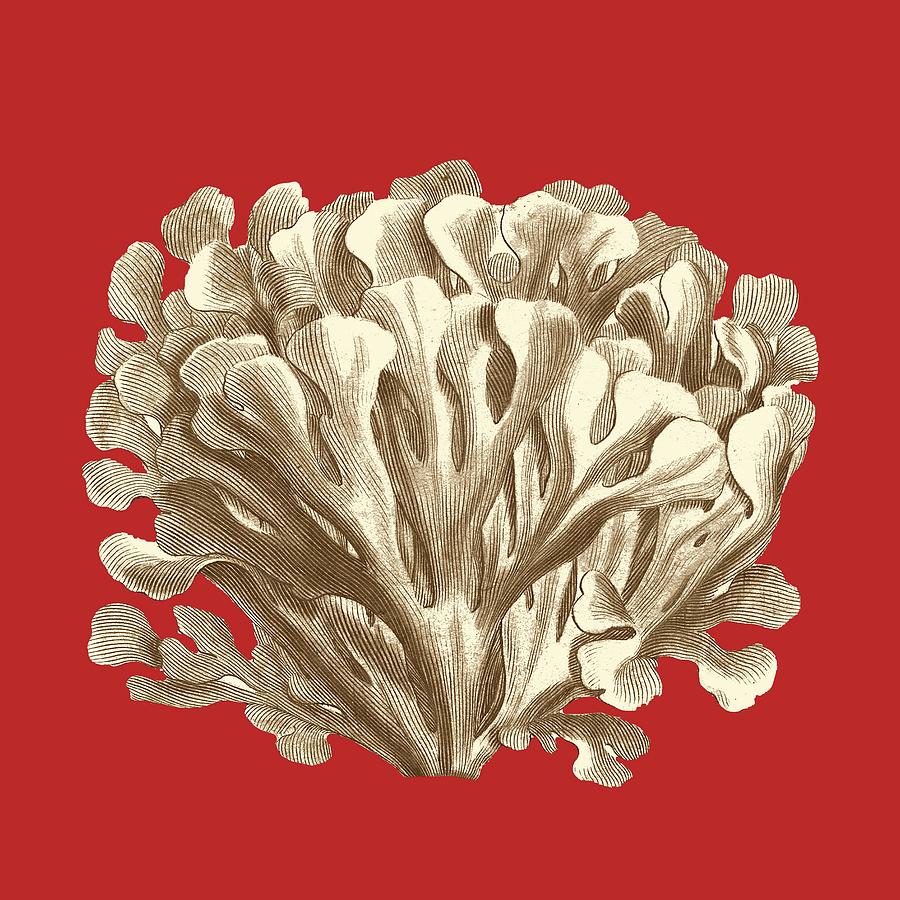 Shell Painting - Coral On Red IIi by Vision Studio