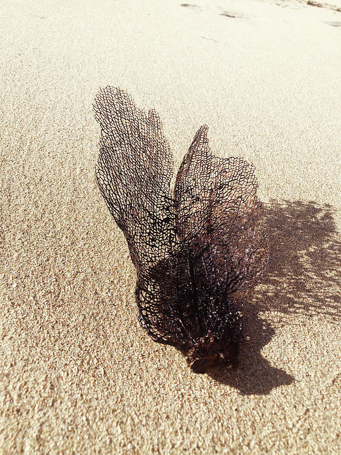 Dry Photograph - Coral On Sand I by Acosta