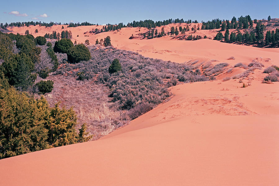 Coral  Pink Sand Dunes Photograph by Tom Daniel