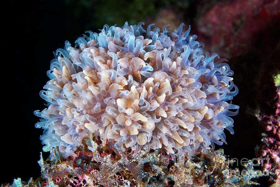 Coral Polyps Photograph by Alexander Semenov/science Photo Library