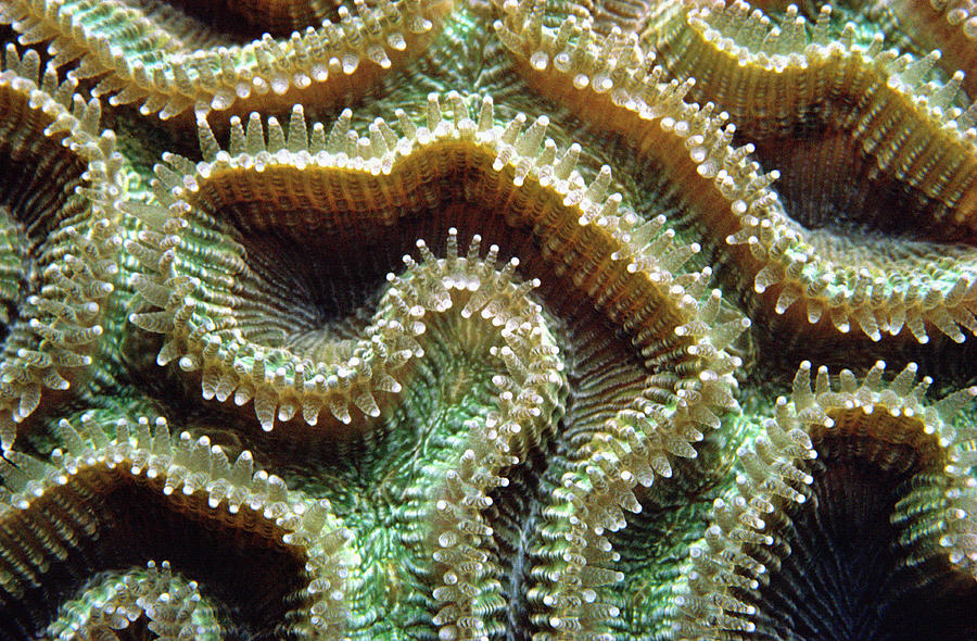 Coral Polyps Photograph by James Gritz