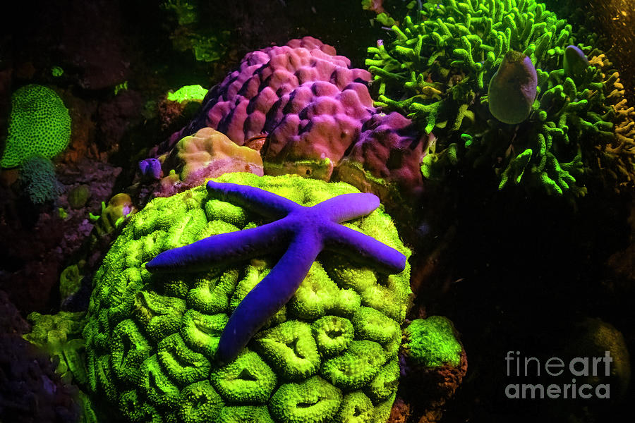 Coral Reef And Starfish Fluorescing At Night Photograph by Louise Murray/science Photo Library