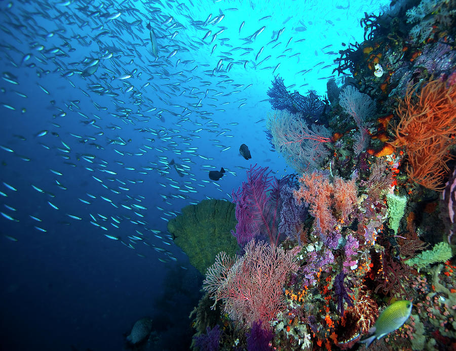 Coral Reef Photograph by Cdascher