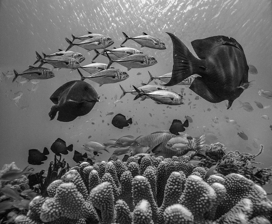 Coral Reef Diversity Photograph by Tim Fitzharris