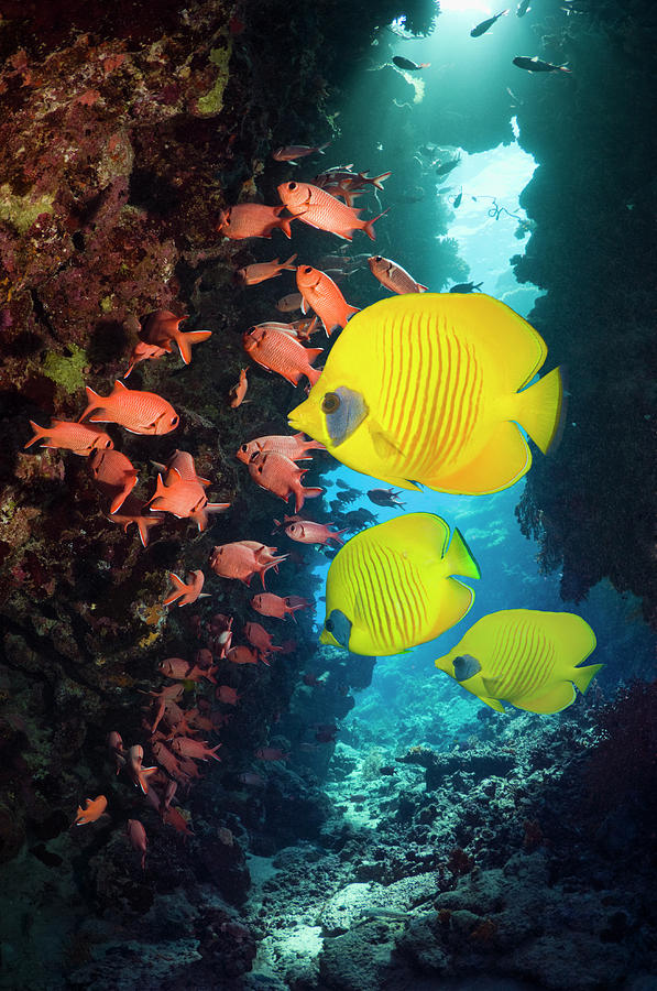 Coral Reef Fish Photograph by Georgette Douwma
