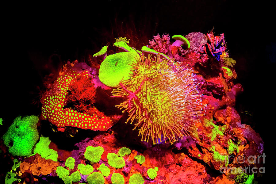 Coral Reef Fluorescing At Night Photograph by Louise Murray/science Photo Library