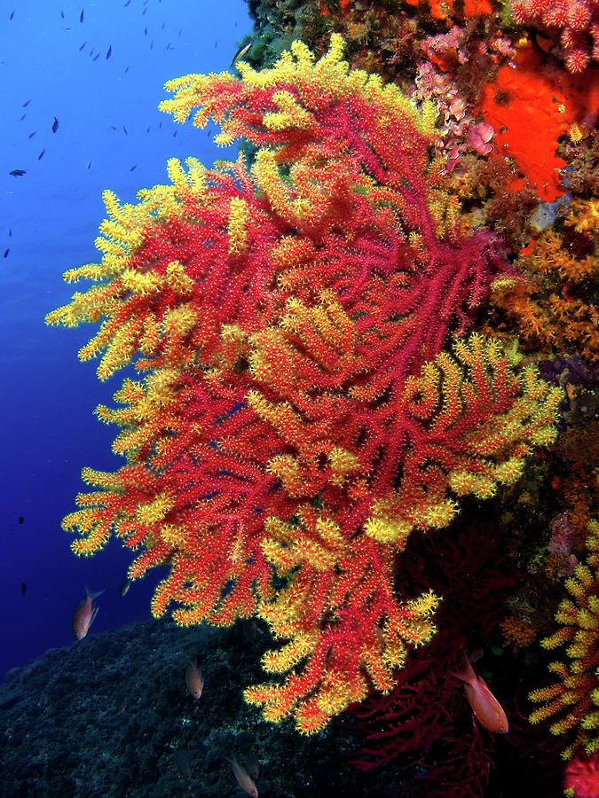 Coral Reef Photograph by Imagen Rafael Cosme Daza   Www.rafaelcosme.com