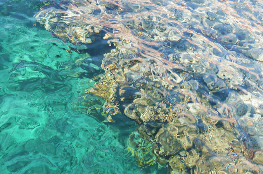 Coral Reef In Red Sea - Close-up Photograph by Clagge Coral Reef In Red Sea - Close-up Photograph by Clagge