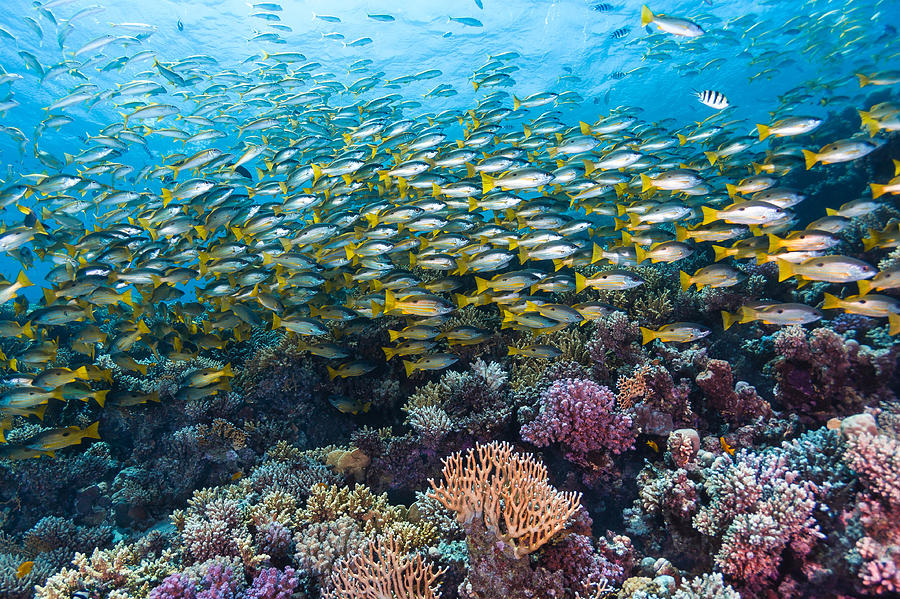 Coral Reef Life Photograph by Dmitry Marchenko - Fine Art America