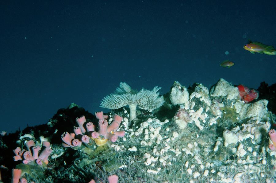Coral Reef Organisms In The Red Sea Photograph by Geoff Tompkinson/science Photo Library