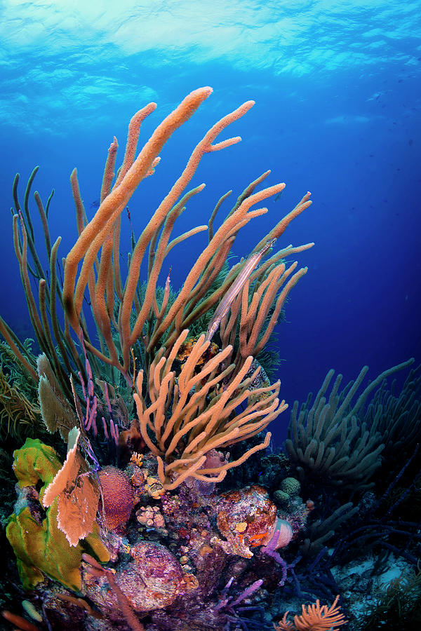 Coral Reef Scene In Bonaire, Caribbean Photograph by Beth Watson