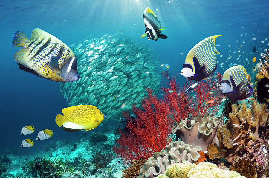 Coral Reef Scenery With Angelfish Photograph by Georgette Douwma