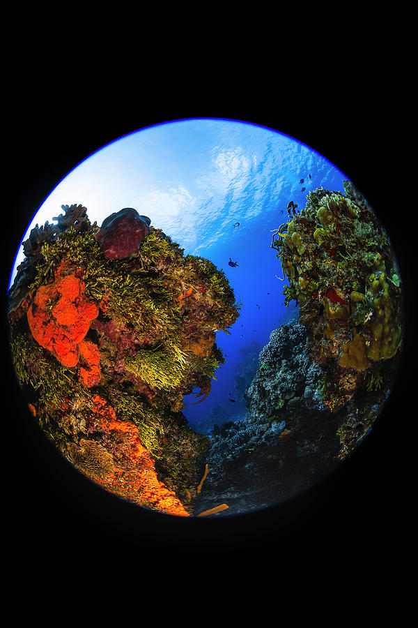 Coral Reef Structure With Circular Photograph by Beth Watson