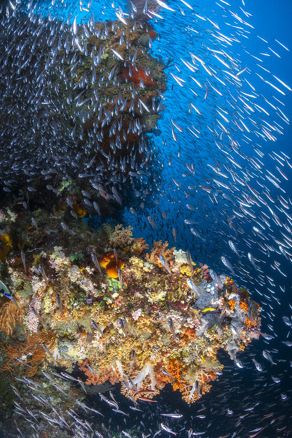 Coral Reef Under The Sun Of Raja Ampat. Photograph by Barathieu Gabriel