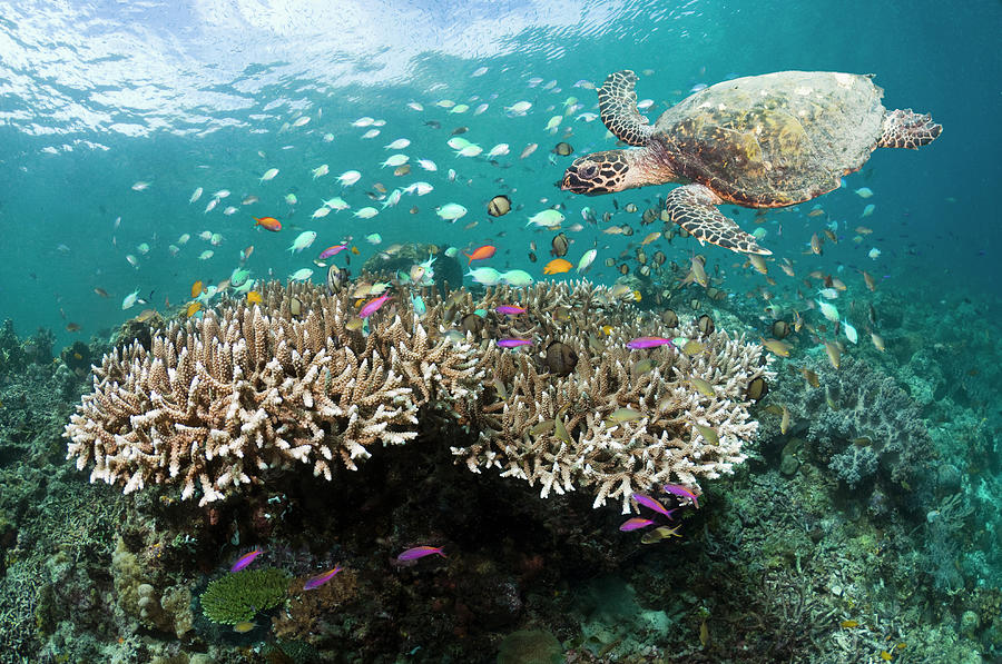 Coral Reef With Hawksbill Turtle Photograph by Georgette Douwma