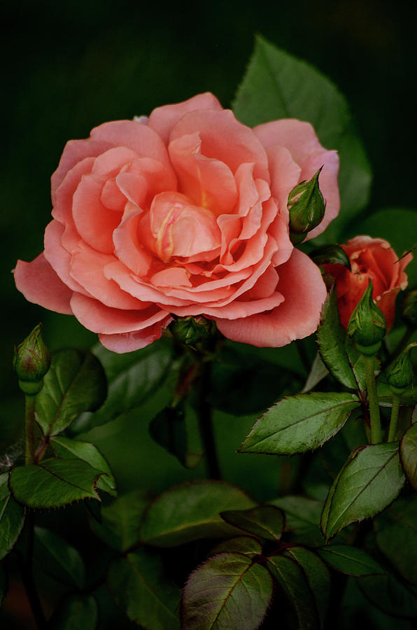 Coral Rose Photograph