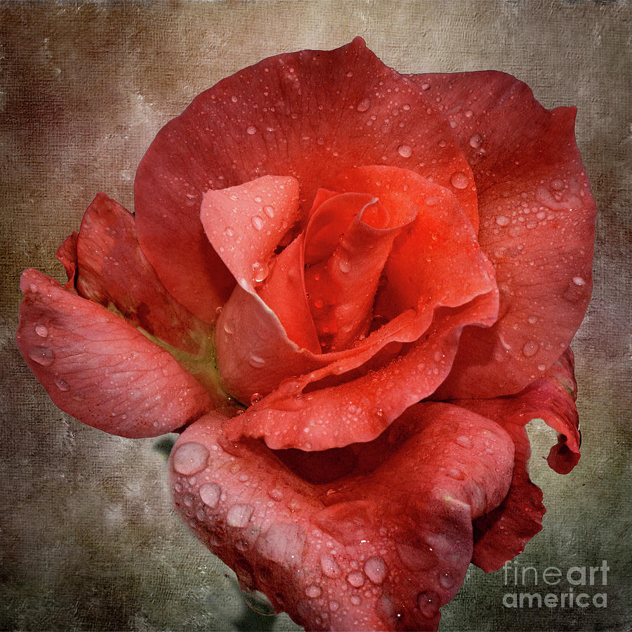 Rose-coral Rose Photograph by Judy Wolinsky