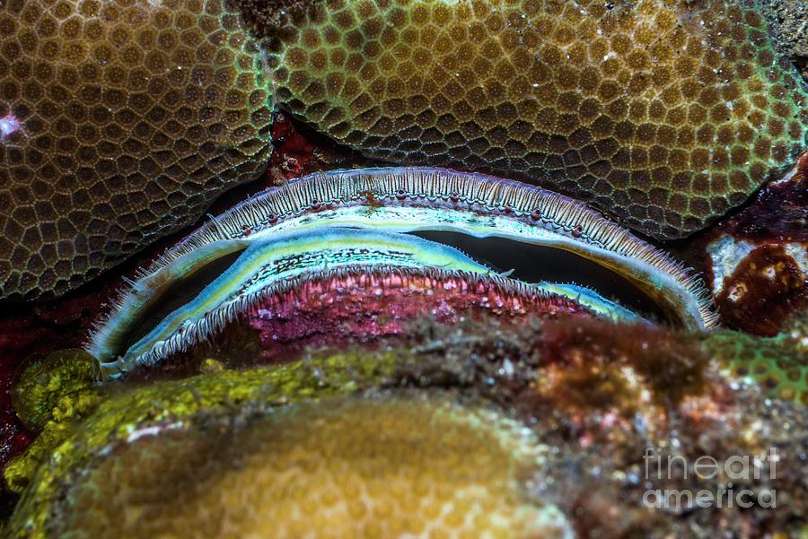 Wildlife Photograph - Coral Scallop On Reef by Georgette Douwma/science Photo Library