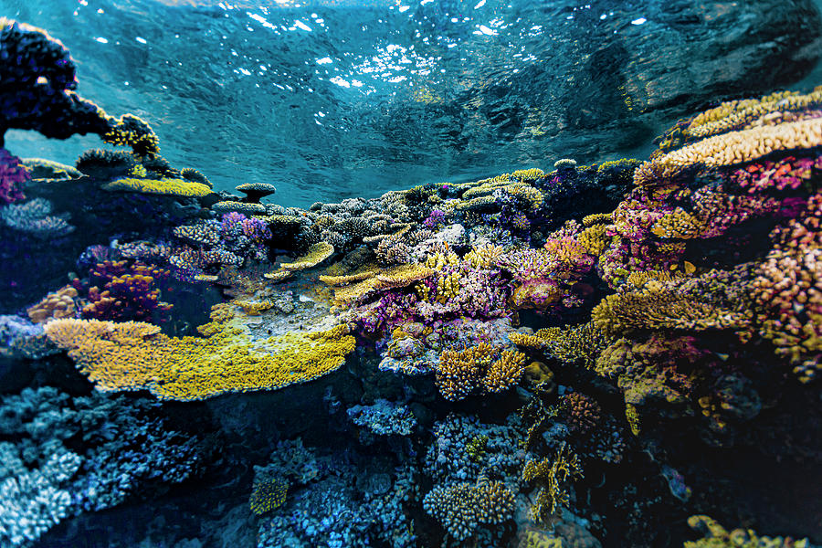 Coral Scene In The Red Sea Photograph by Bruce Shafer