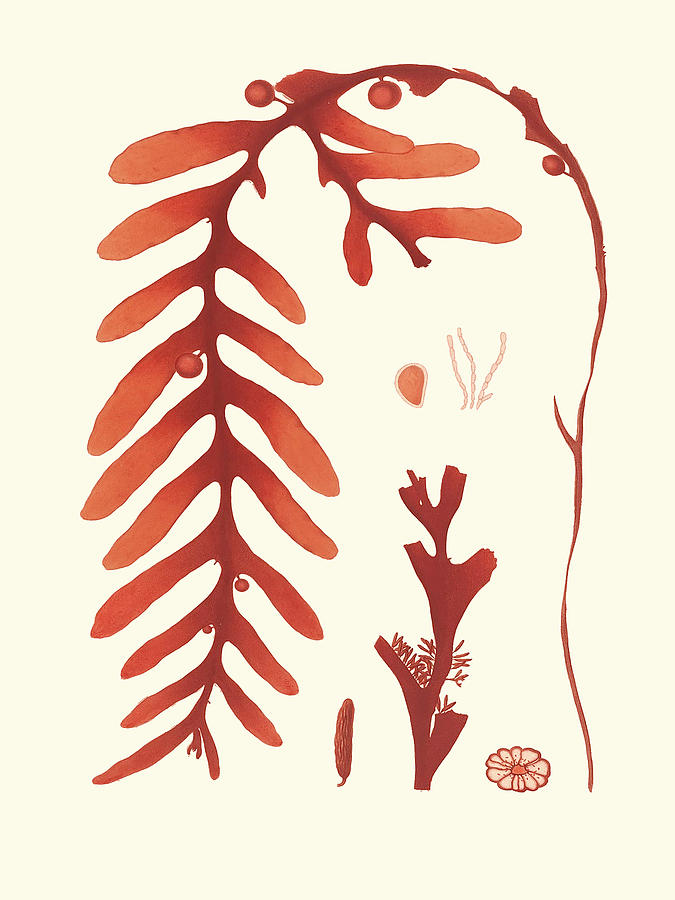 Coral Seaweed II Painting by Vision Studio