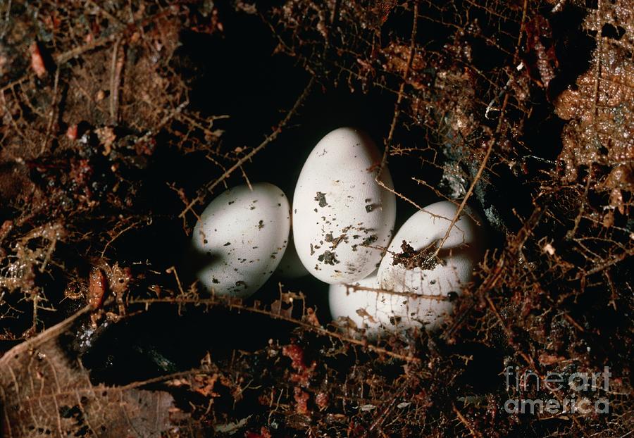 Coral Snake Eggs In Leaf Debris. Photograph by George Bernard/science Photo Library