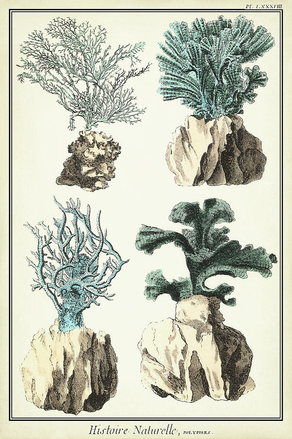 Coral Species IIi Painting by Vision Studio