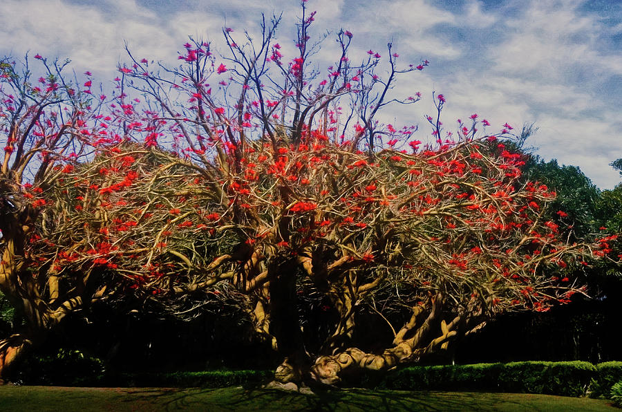 Coral Tree Majesty Photograph by Joseph Hollingsworth