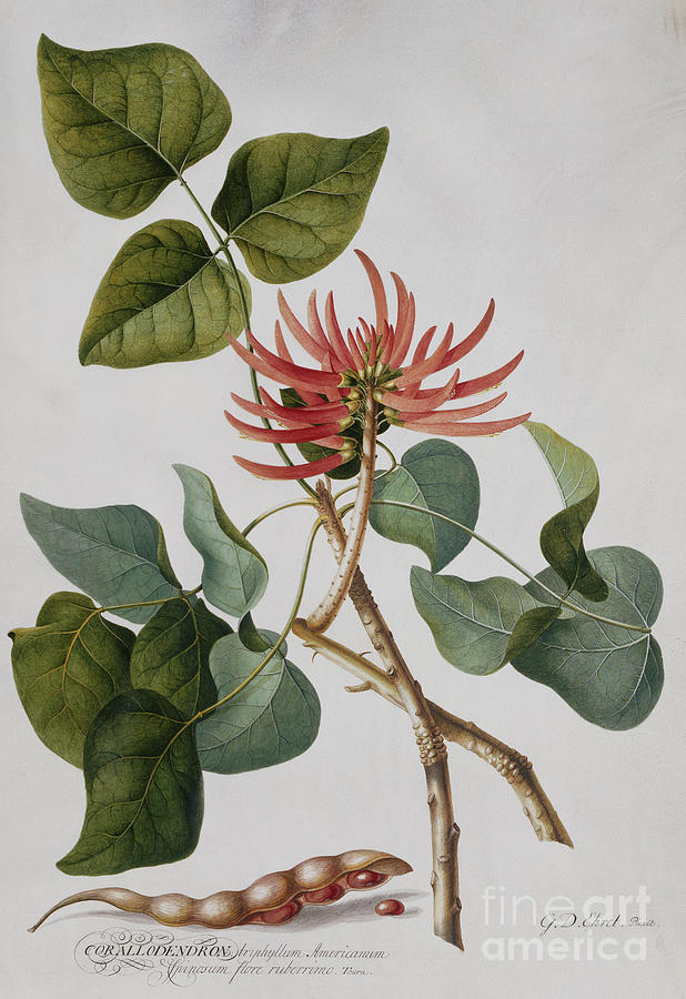 Coral Tree Pencil And Watercolor Painting by Georg Dionysius Ehret