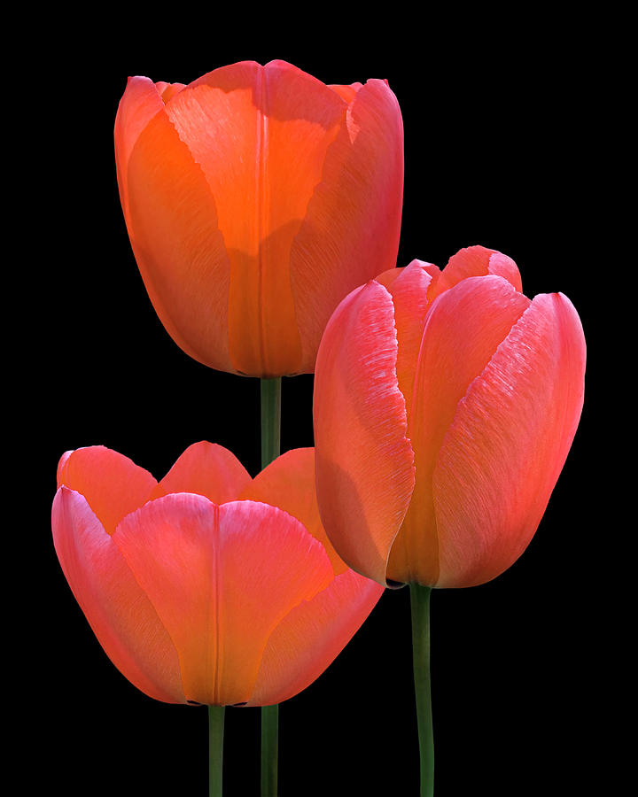 Coral Tulips On Black Photograph by Gill Billington