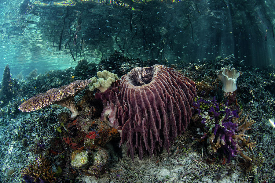 Corals, Sponges, And Other Photograph by Ethan Daniels