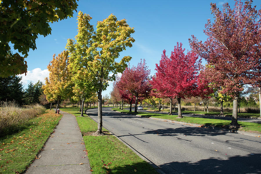 Cordata Parkway in Autumn Photograph by Tom Cochran