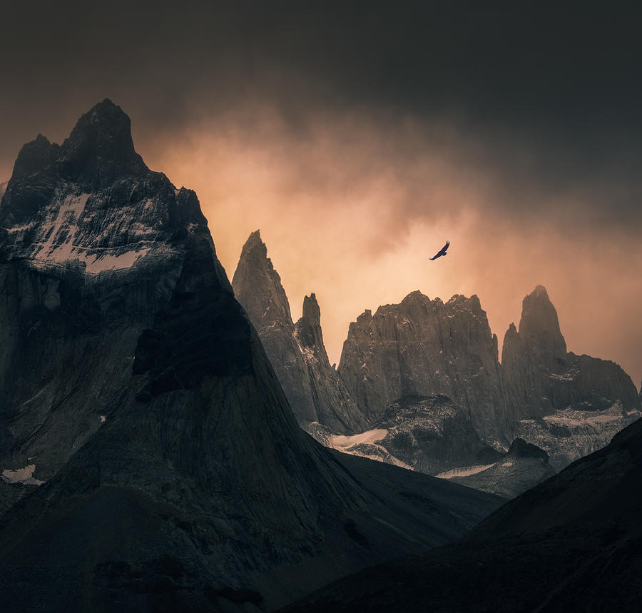 Animal Photograph - Cordillera Paine by Vincent Chen