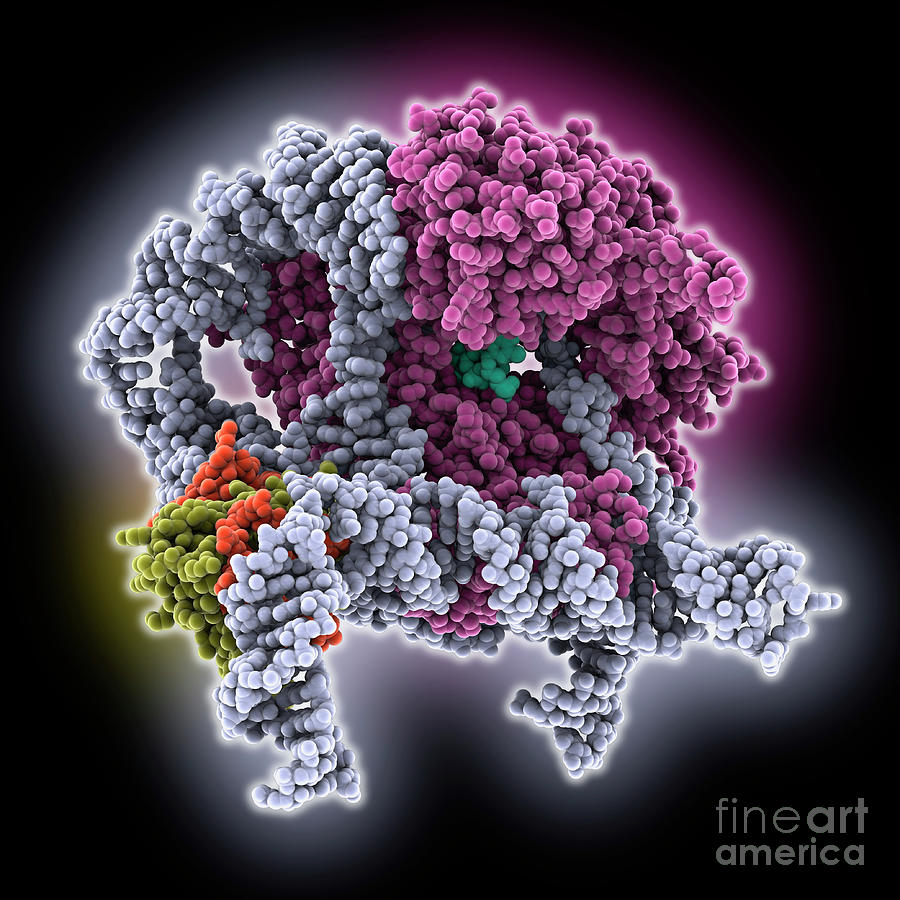 Core Of Human Telomerase Holoenzyme Photograph by Laguna Design/science Photo Library