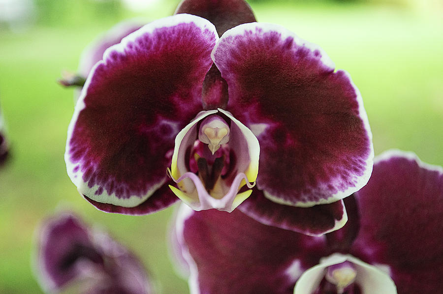 Core Of Orchidaceae Photograph