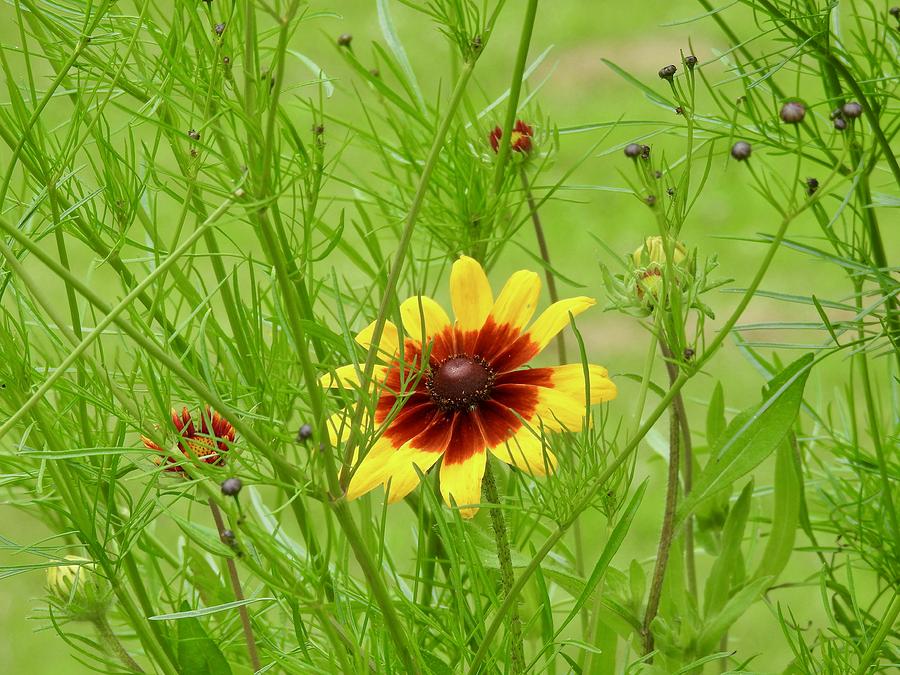 Coreopsis Beauty Photograph by Kathy Chism