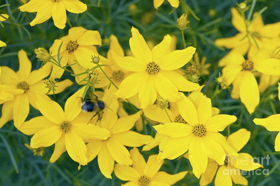 Coreopsis Verticillata grandiflora Photograph by Dr Keith Wheeler/science Photo Library