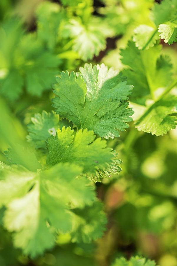 Coriander coriandrum Sativum Growing In Garden Photograph by Lars