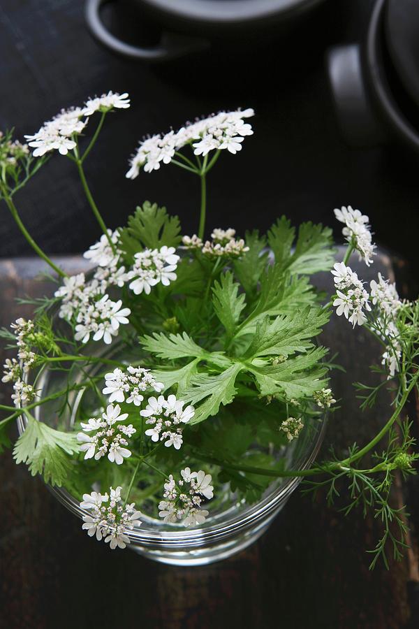 Coriander Leaves With Flowers In A Glass Photograph by Hippel, Regina