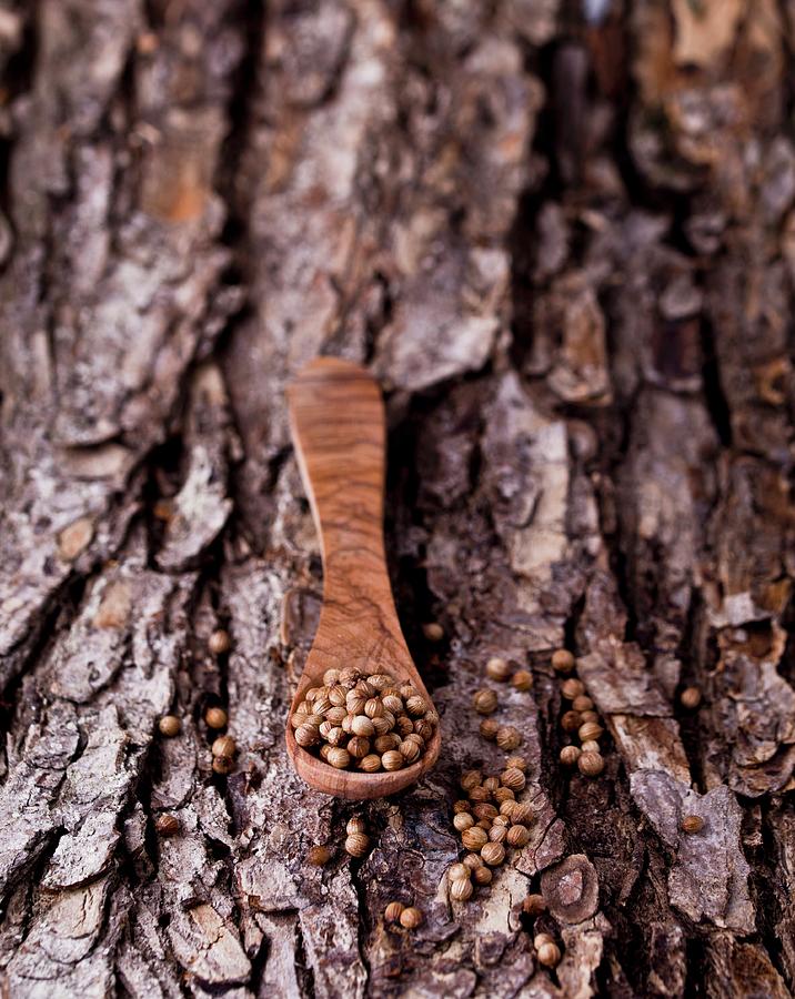 Coriander Seeds With A Wooden Spoon On A Piece Of Bark Photograph by Dorota Indycka