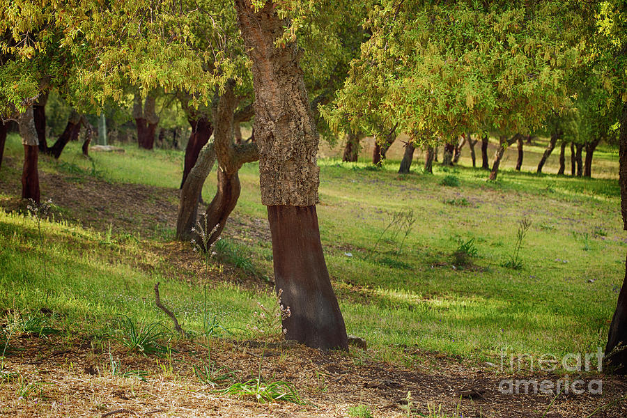 Cork oaks in Sardinia Photograph by Patricia Hofmeester