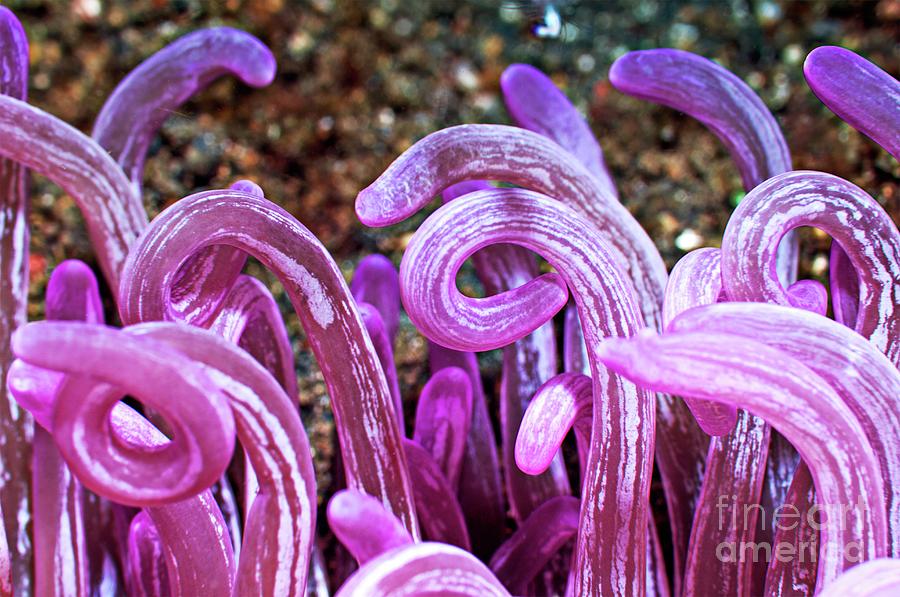 Cork-screw Anemone Photograph by Georgette Douwma/science Photo Library