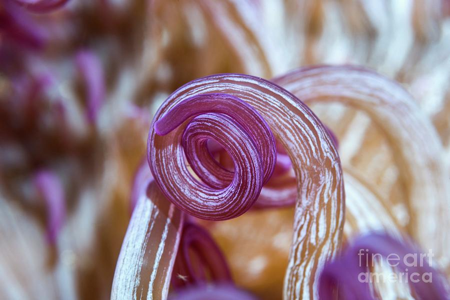 Corkscrew Anemone Tentacles Photograph by Georgette Douwma/science Photo Library